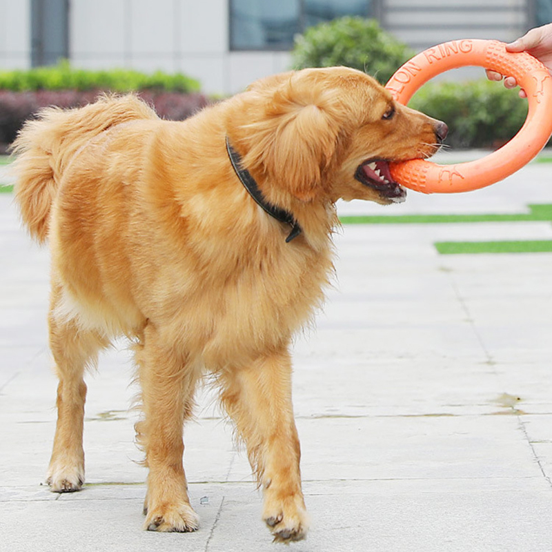 Anneau d'entraînement pour chi - Flying Disc Dog Training Toy avis et prix