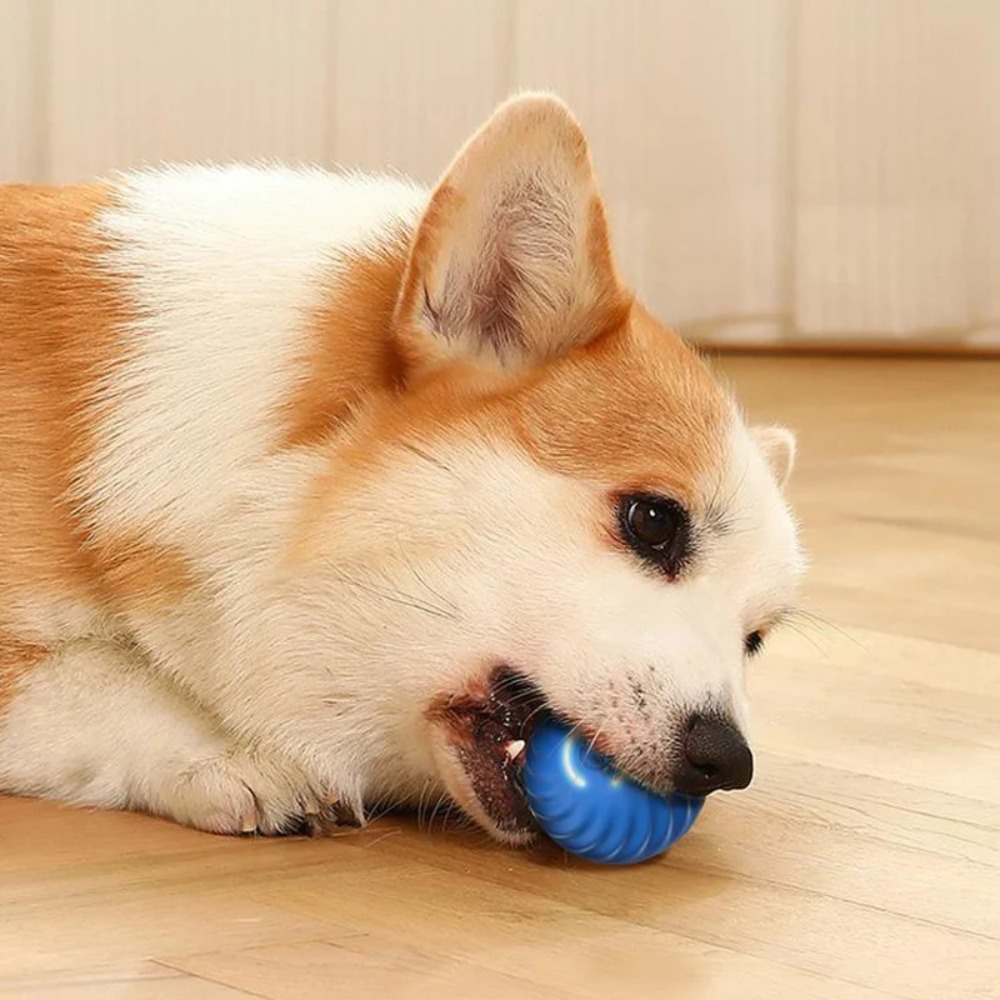 Nouveau 1pc automatique mobile - Automatic Moving Dog Ball avis et prix