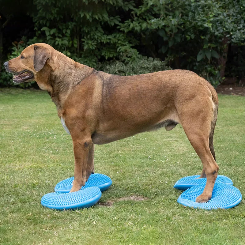 Jouet d'entraînement des organ - Flying Disc Dog Training Toy avis et prix
