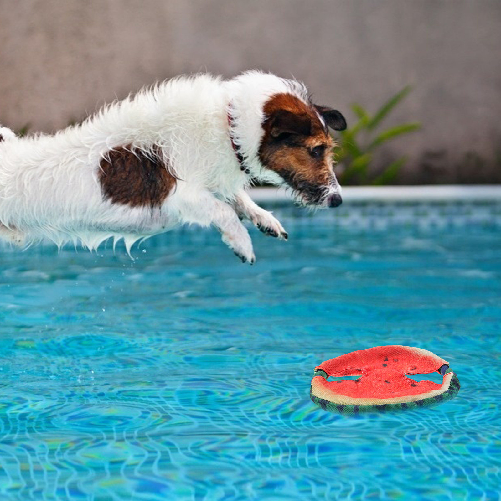 1 pièce, disque volant en form - Flying Disc Dog Training Toy avis et prix