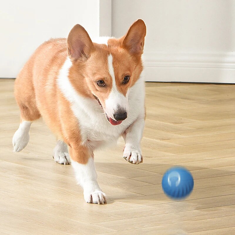 Boule roulante aste pour anima - Suction Cup Dog Tug Toy avis et prix
